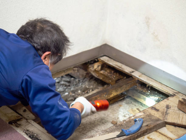 Best Mold Removal Specialists  in Brinkley, AR