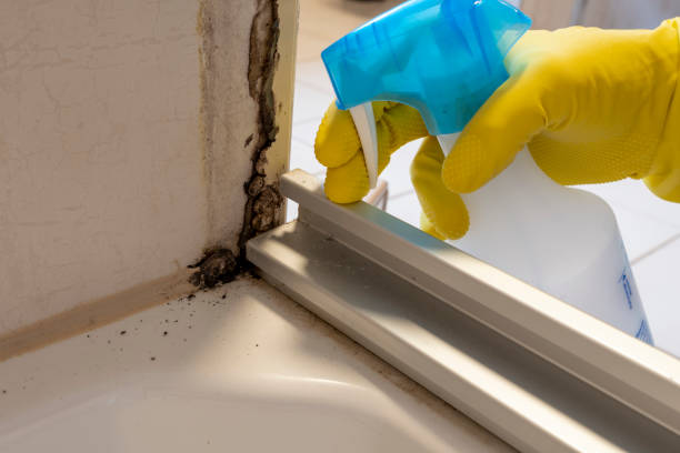 Best Same-Day Mold Removal  in Brinkley, AR