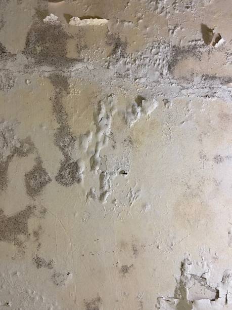 Best Mold Damage Repair  in Brinkley, AR