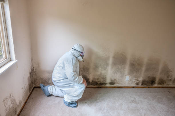 Best Black Mold Removal  in Brinkley, AR