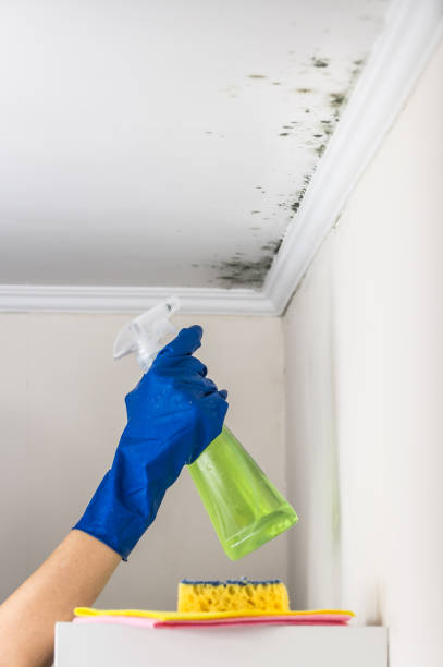 Attic Mold Removal in Brinkley, AR